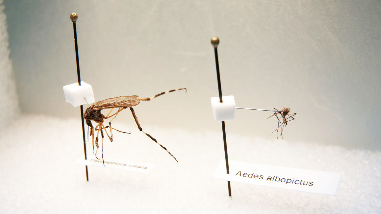 What is the world's biggest mosquito?