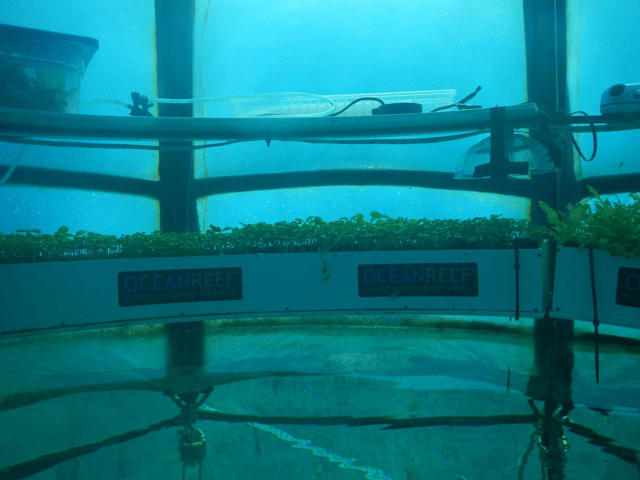 3048234-inline-s-6-these-underwater-gardens-could-feed-the-world.jpg