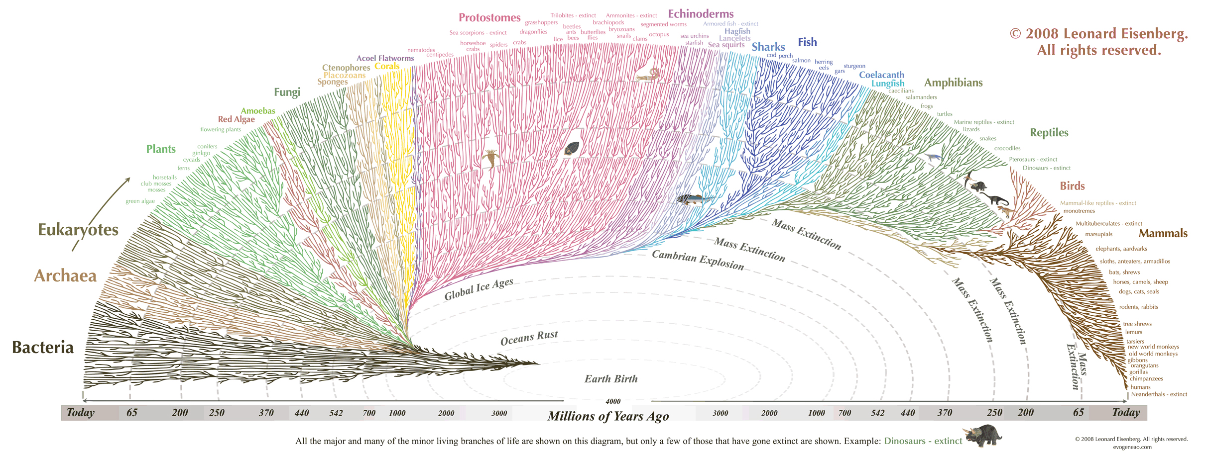Human Family Tree Chart